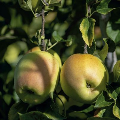 Recettes à base de pommes