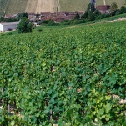 Vins de Bourgogne AOC Petit Chablis