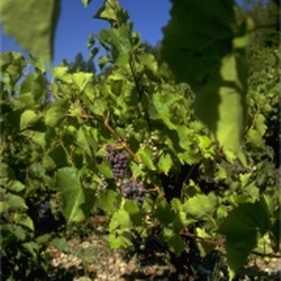 La route des vins de l'Aveyron
