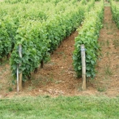 Les vins de France Vins du Jura